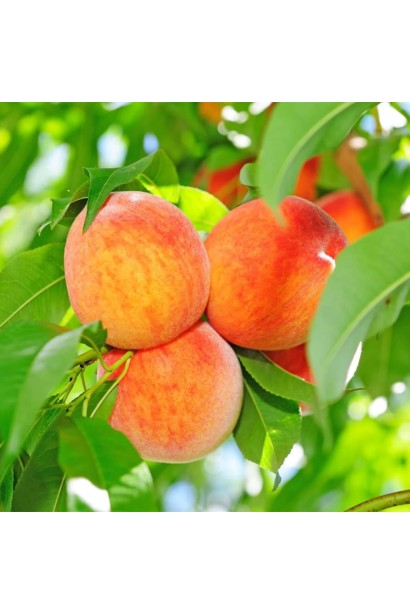 Персик Медовий - круглі багряні плоди